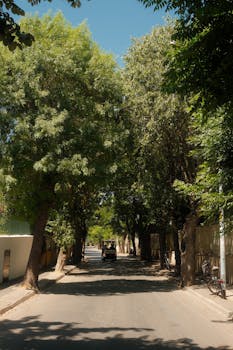 A picturesque street in İstanbul, Türkiye, with lush trees and warm ambiance, perfect for travel and lifestyle imagery.