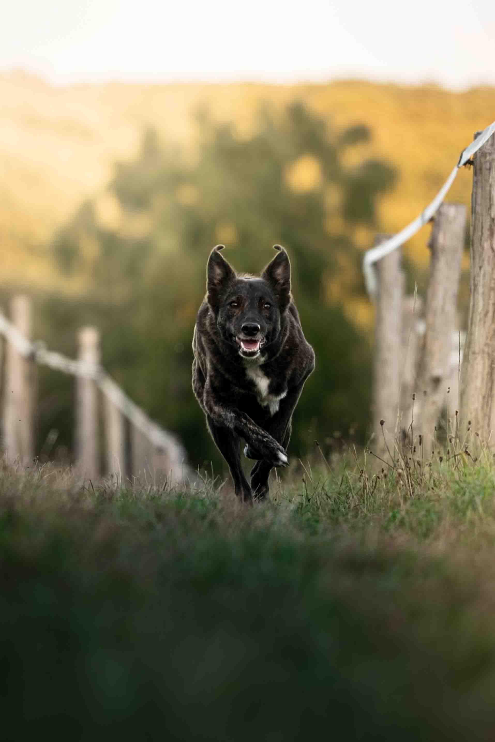 Black dog running energetically along a rural path, surrounded by nature.