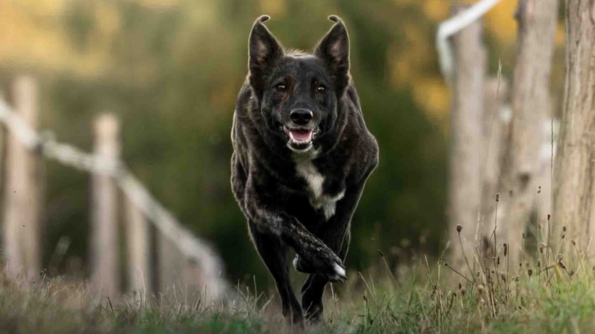Comment choisir un complément alimentaire naturel pour votre chien en 2026 - illustration