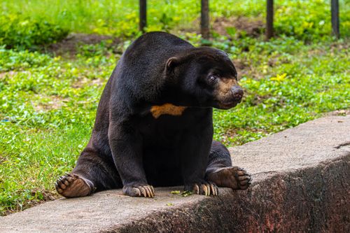 Free A sun bear sitting on a concrete path surrounded by lush greenery in a natural setting. Stock Photo
