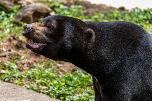 Free Detailed close-up of a sun bear with lush greenery, showcasing its sharp features and natural environment. Stock Photo