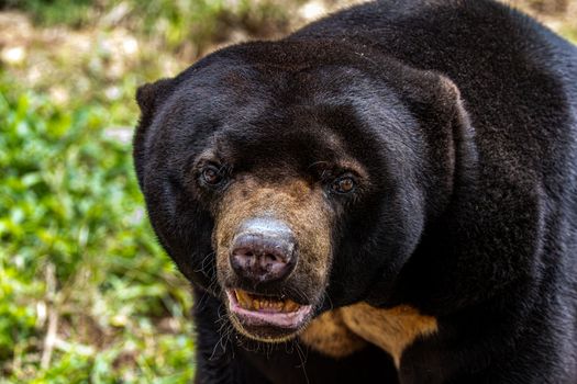 A detailed close-up of a Malayan sun bear in its natural habitat, showcasing its distinctive features. - Fotografer Sidoarjo