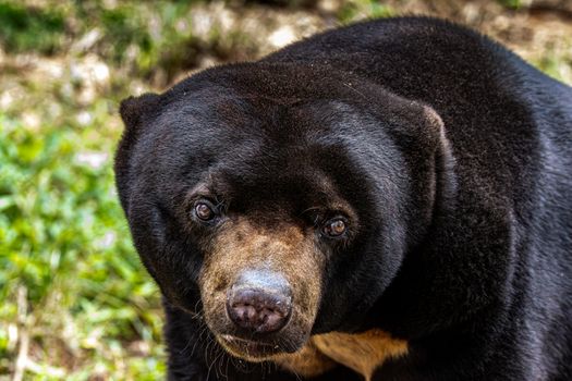 A sun bear gazing intently in its natural surroundings. Distinctive facial features evident. - Fotografer Sidoarjo