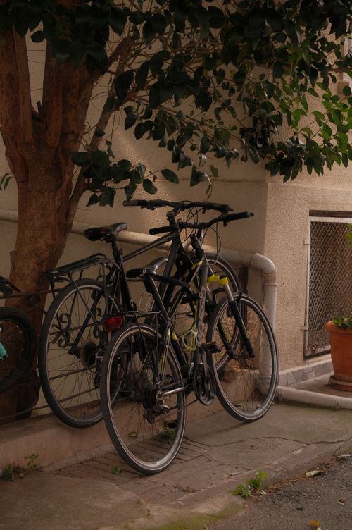 Free Two bicycles parked under a tree against a building wall on an overcast day. Stock Photo