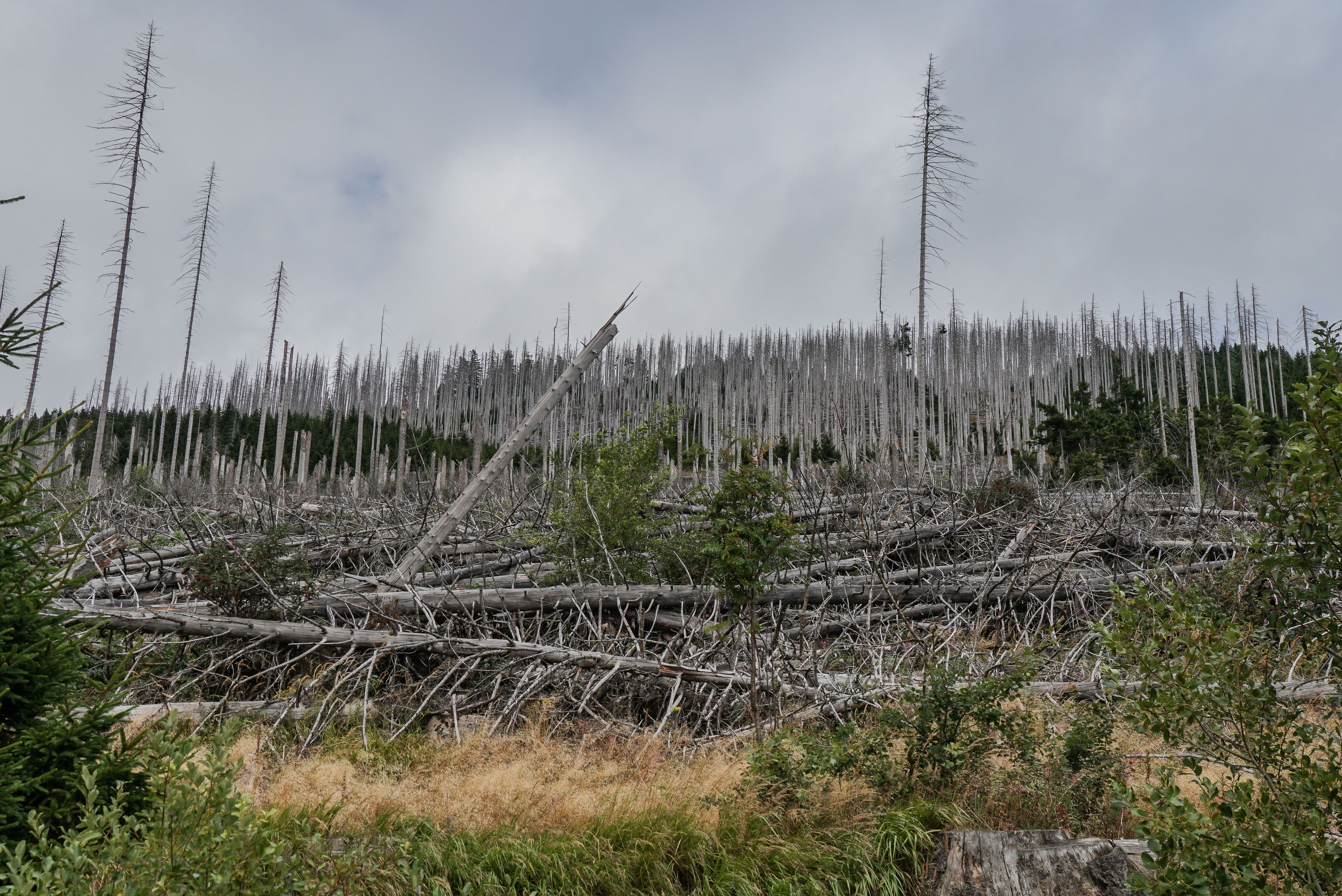 A stark landscape of fallen trees in a forest area, symbolizing natural decay and regeneration.