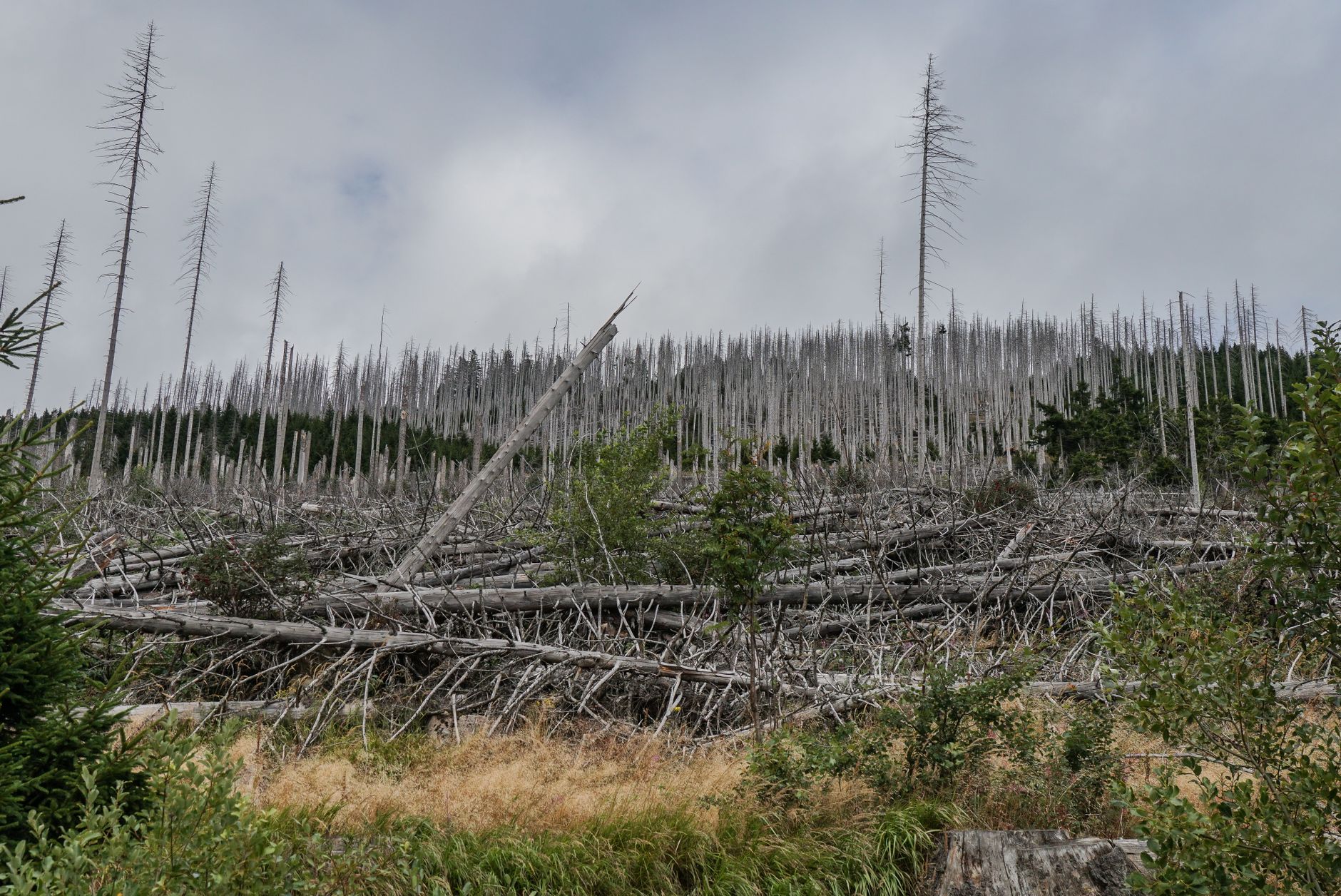 A stark landscape of fallen trees in a forest area, symbolizing natural decay and regeneration.