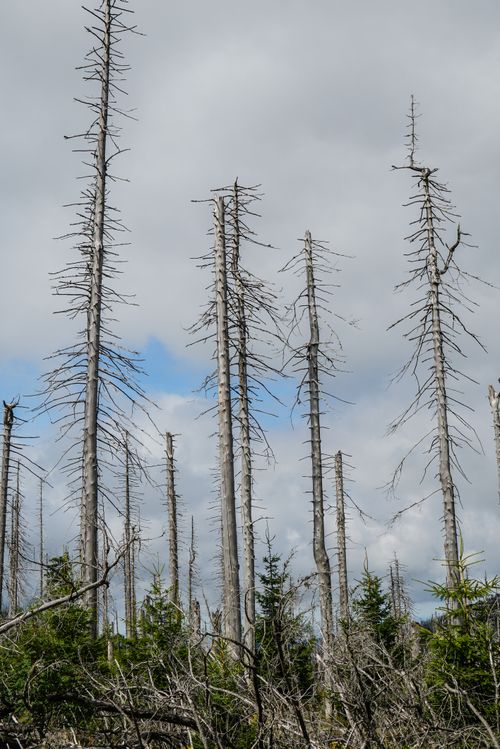 Free A haunting view of a forest with dead trees reaching into a cloudy sky. Evokes themes of nature's resilience and environmental challenges. Stock Photo
