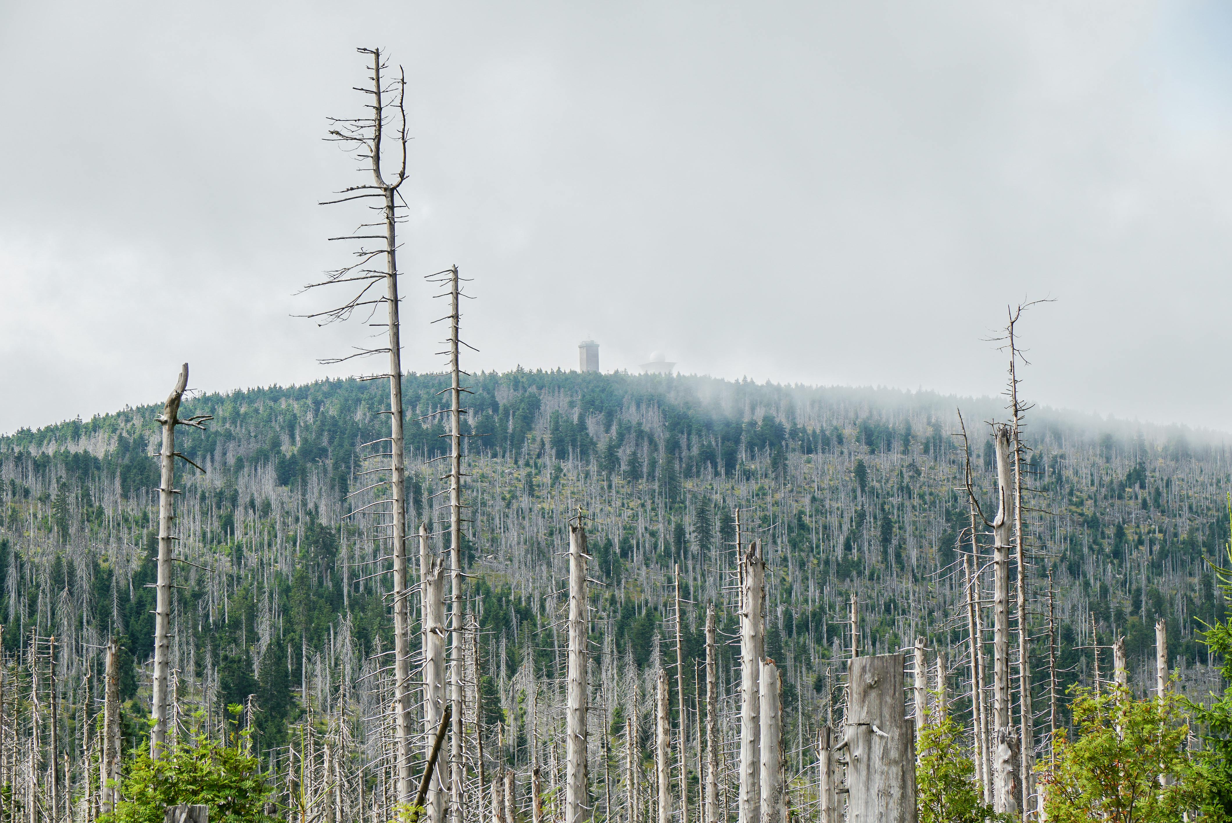 free-photo-of-misty-forest-with-bare-tre