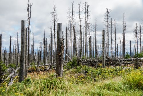 Free A dramatic depiction of a burnt forest recovery with sparse vegetation. Stock Photo