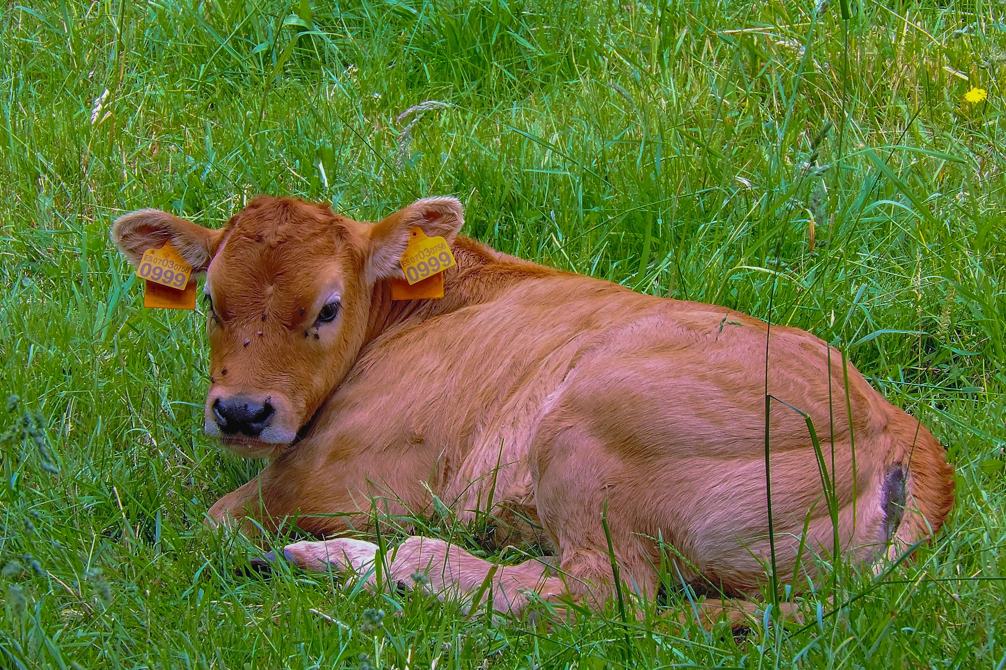 Calf Resting in a Lush Green Meadow · Free Stock Photo