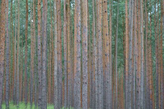 Explore the serene beauty of a dense pine tree forest capturing natural symmetry and calming greens.