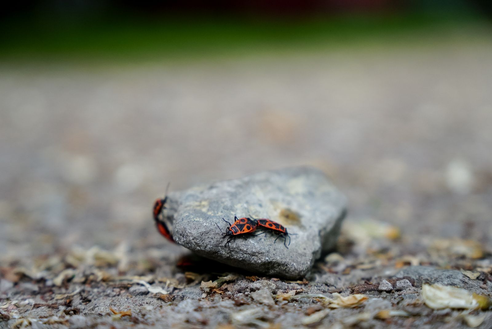 Bugs Photos, Download The BEST Free Bugs Stock Photos & HD Images