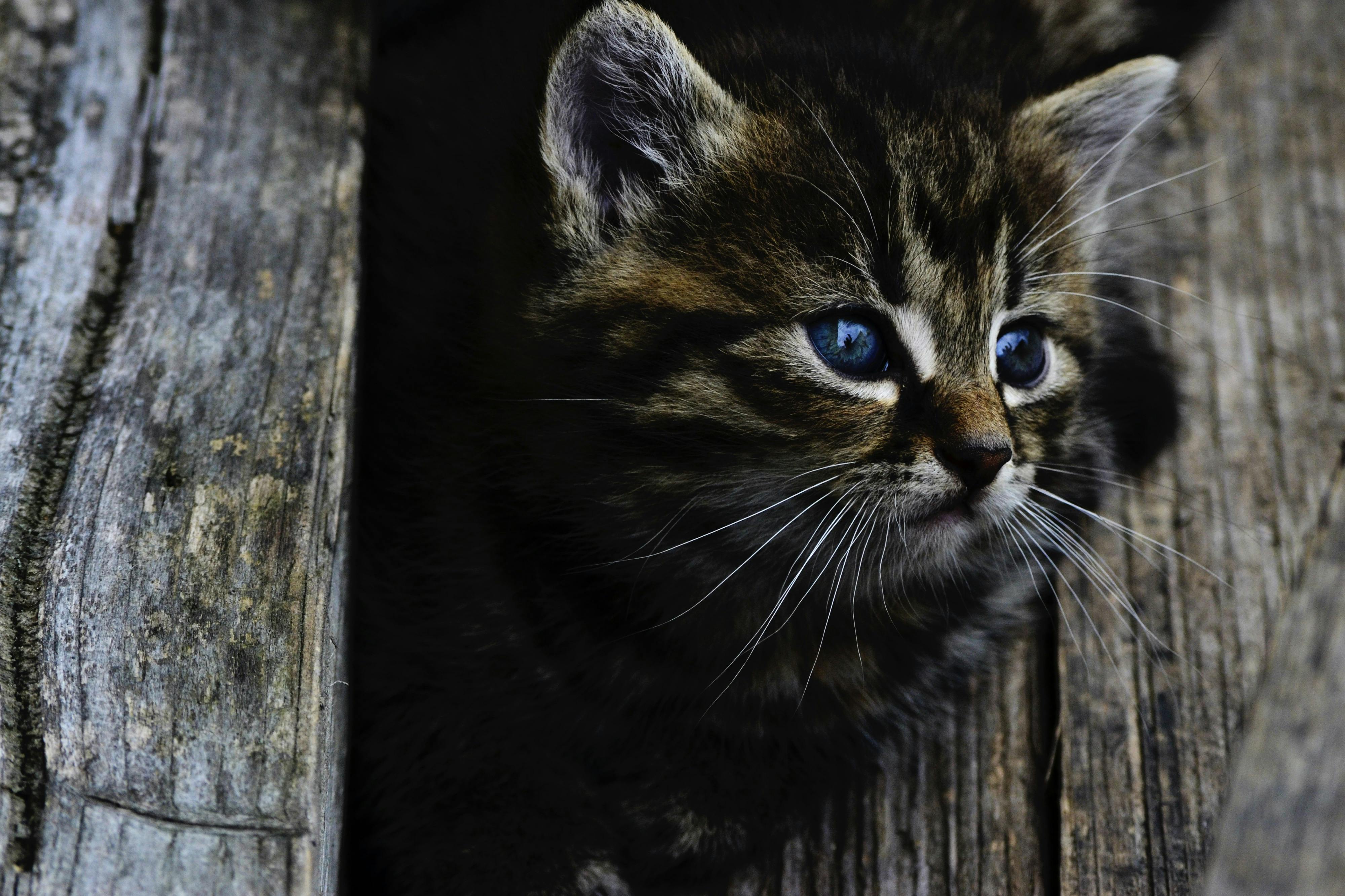 Kostenloses Foto zum Thema: haustier, katze, tier