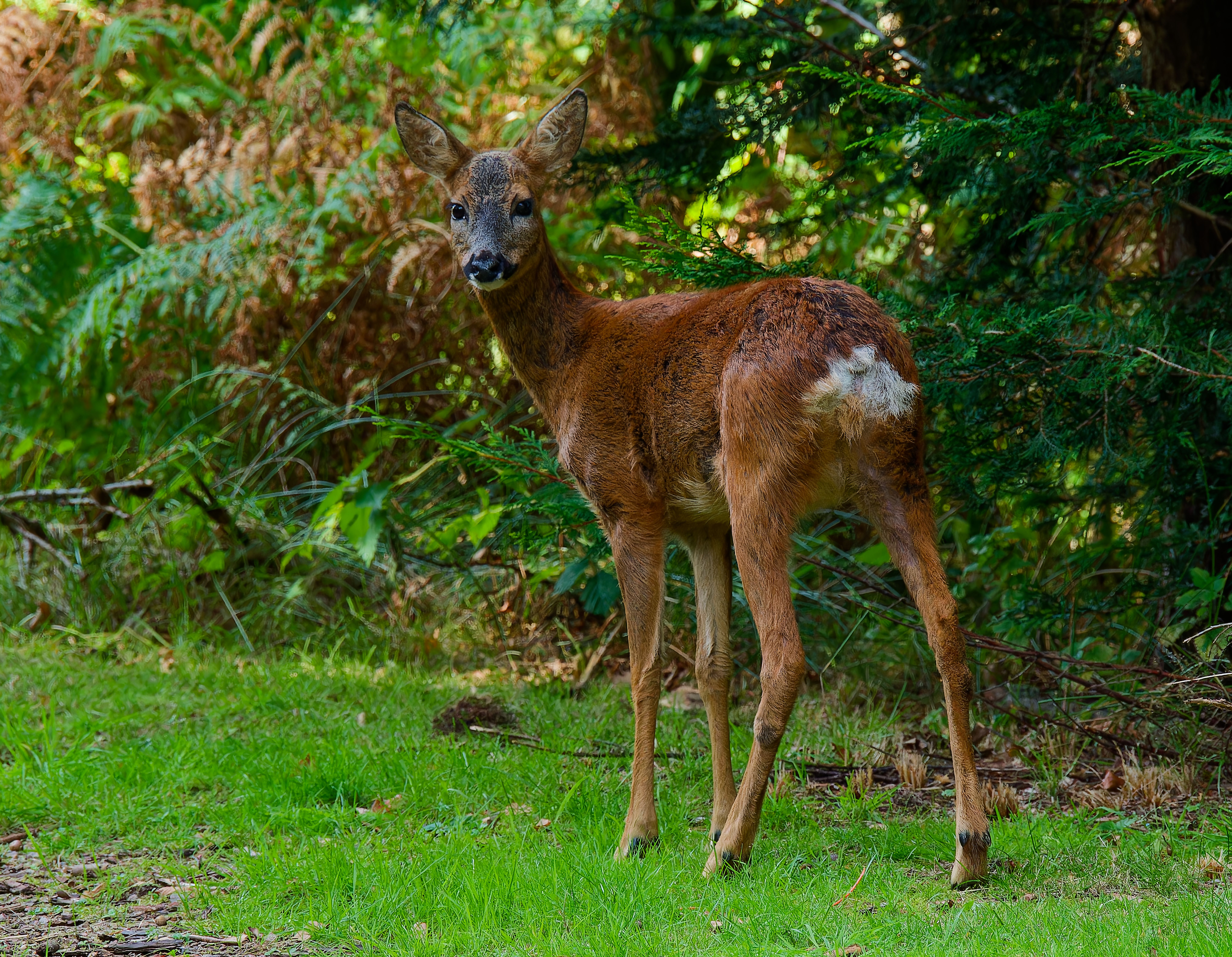 Fur Standing Deer main image 1