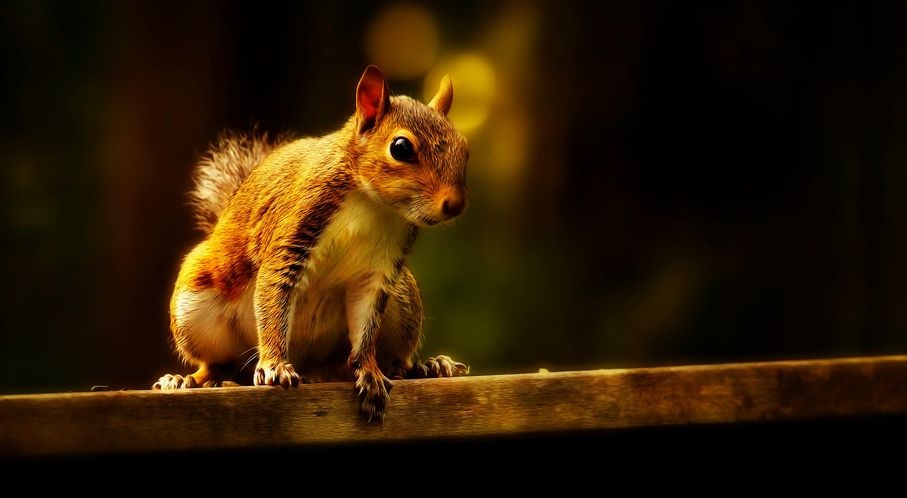 一只松鼠栖息在木栏上的迷人特写，以温暖的色调呈现