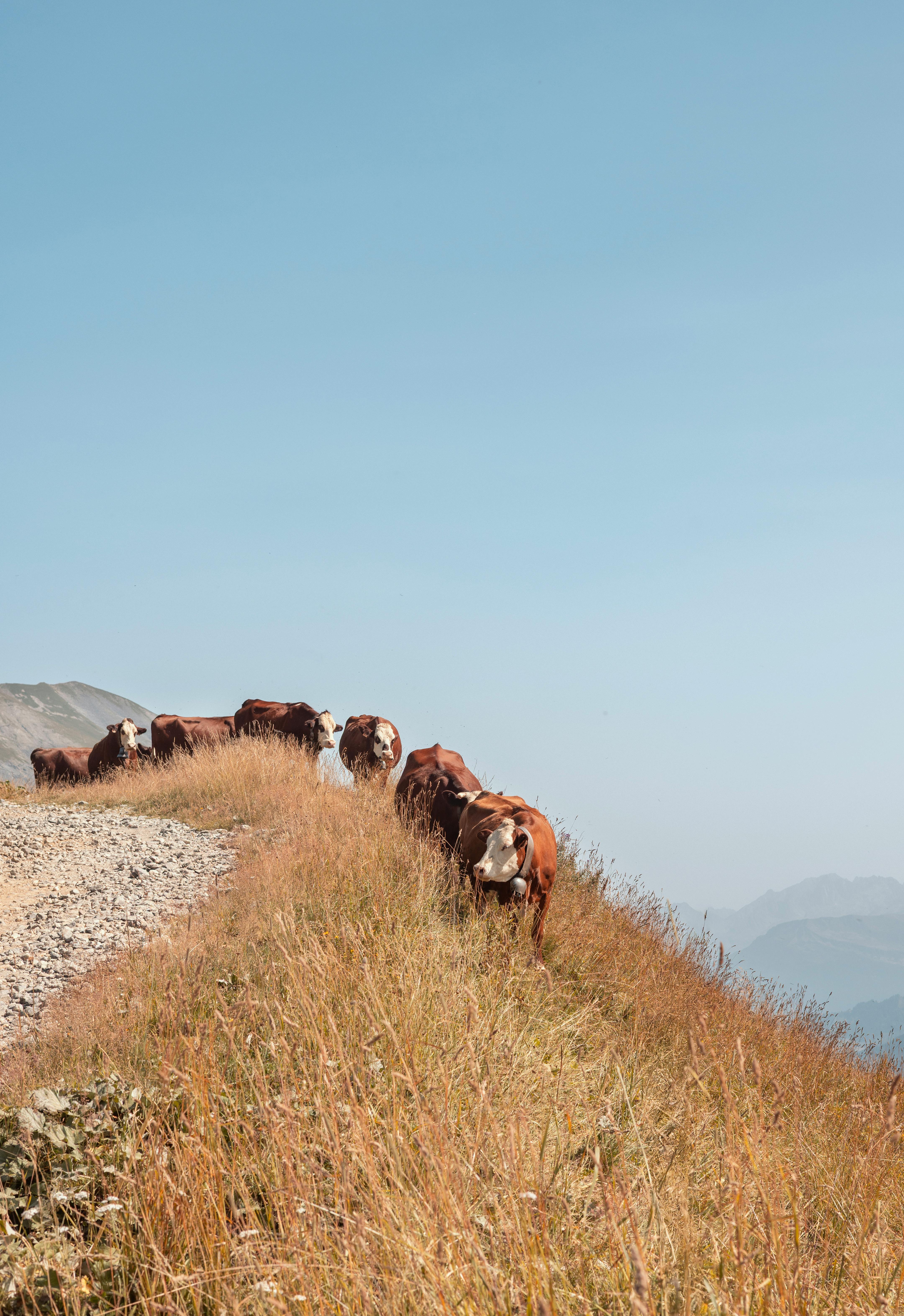 Cows peacefully grazing on a grassy mountain ridge under a clear blue sky.