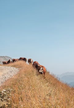 Cows peacefully grazing on a grassy mountain ridge under a clear blue sky.