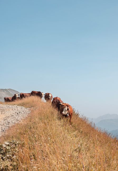 Cows peacefully grazing on a grassy mountain ridge under a clear blue sky.
