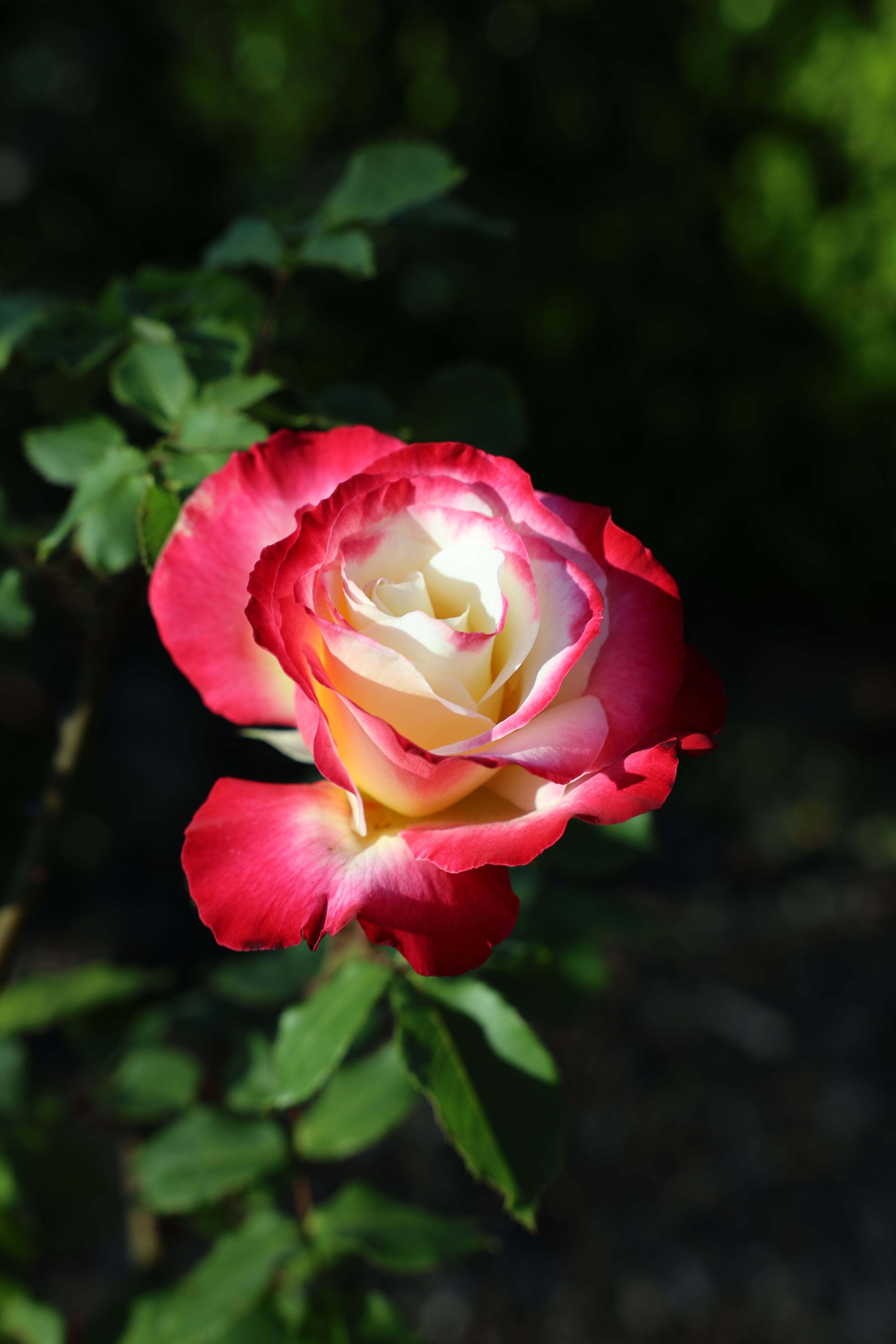 Stunning Two-Tone Rose in Full Bloom · Free Stock Photo