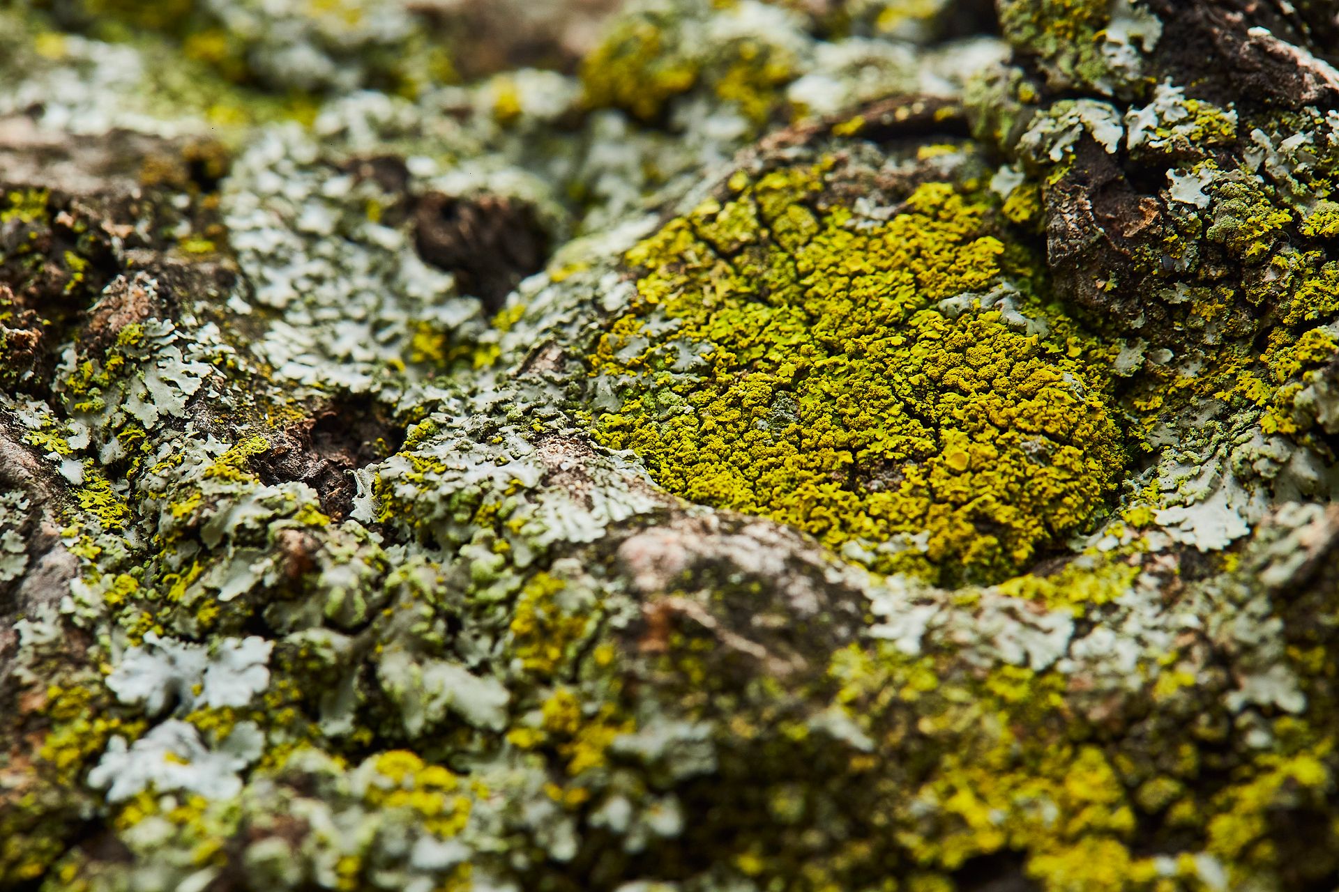 Detailed macro image of bright green moss growing on tree bark, showcasing nature's texture.