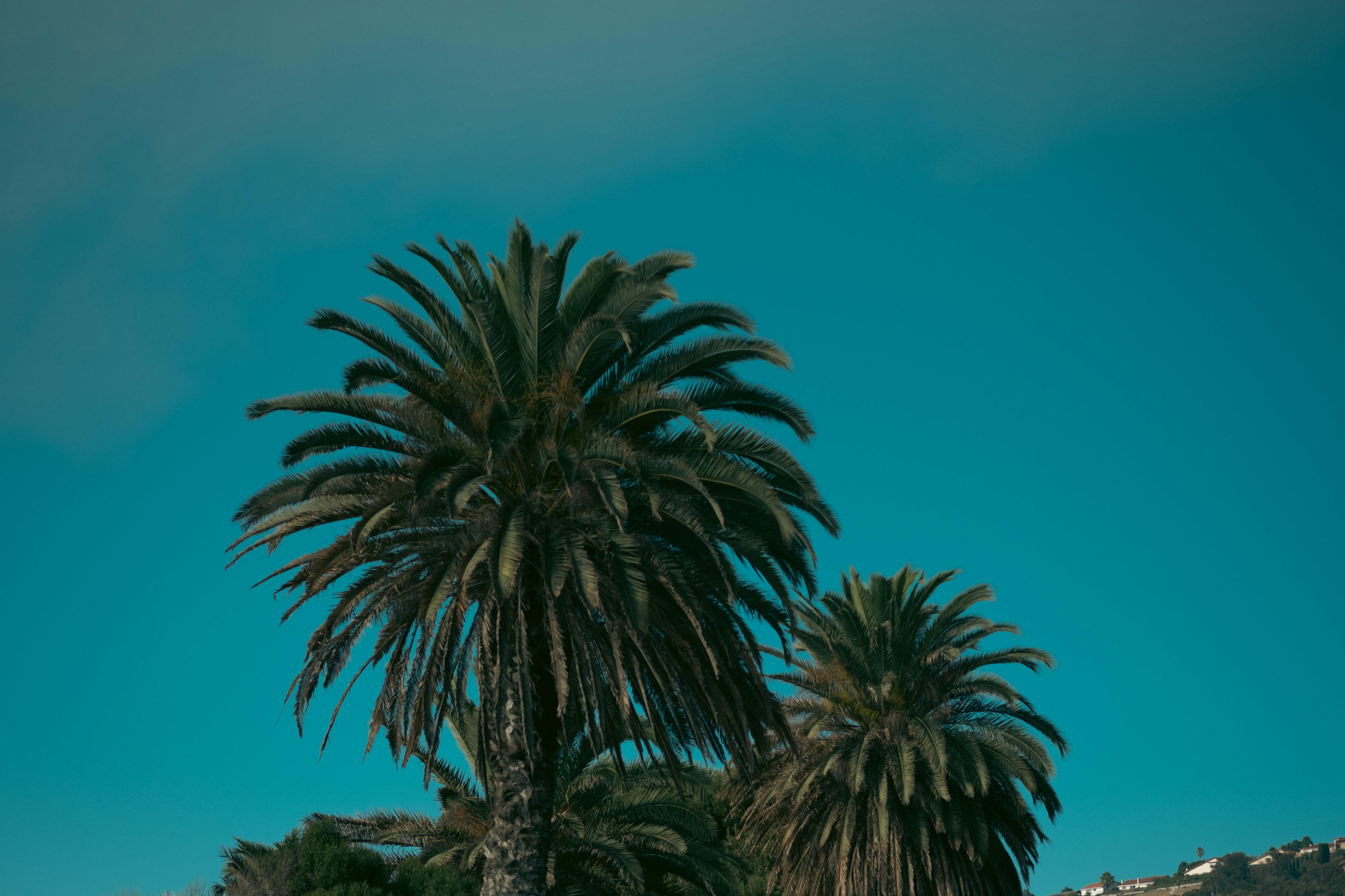 De franc Palmeres majestuoses sota un cel blau vibrant creen una escena tropical serena. Foto d'estoc