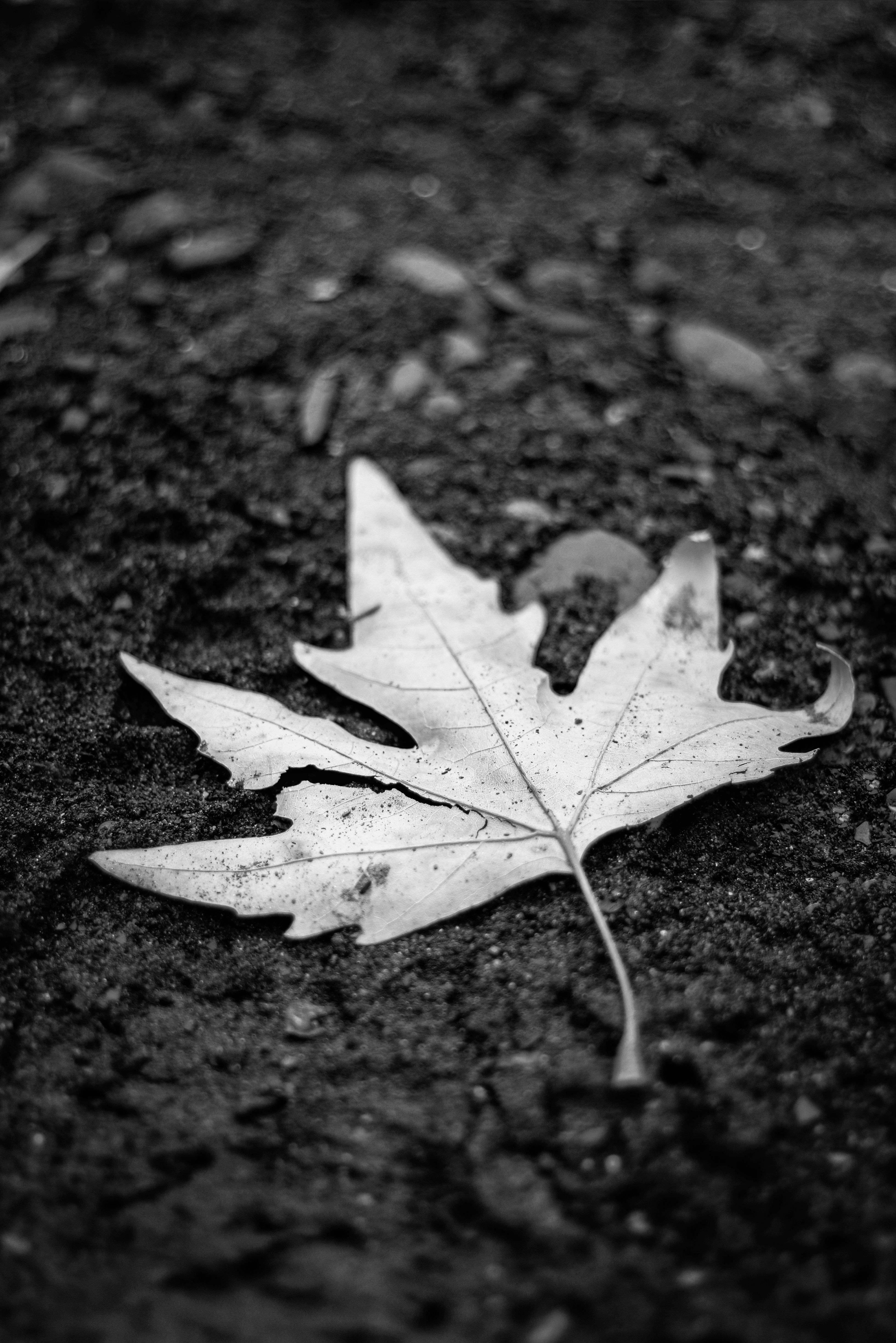 A monochrome image of a maple leaf on a dirt surface, emphasizing texture and contrast.