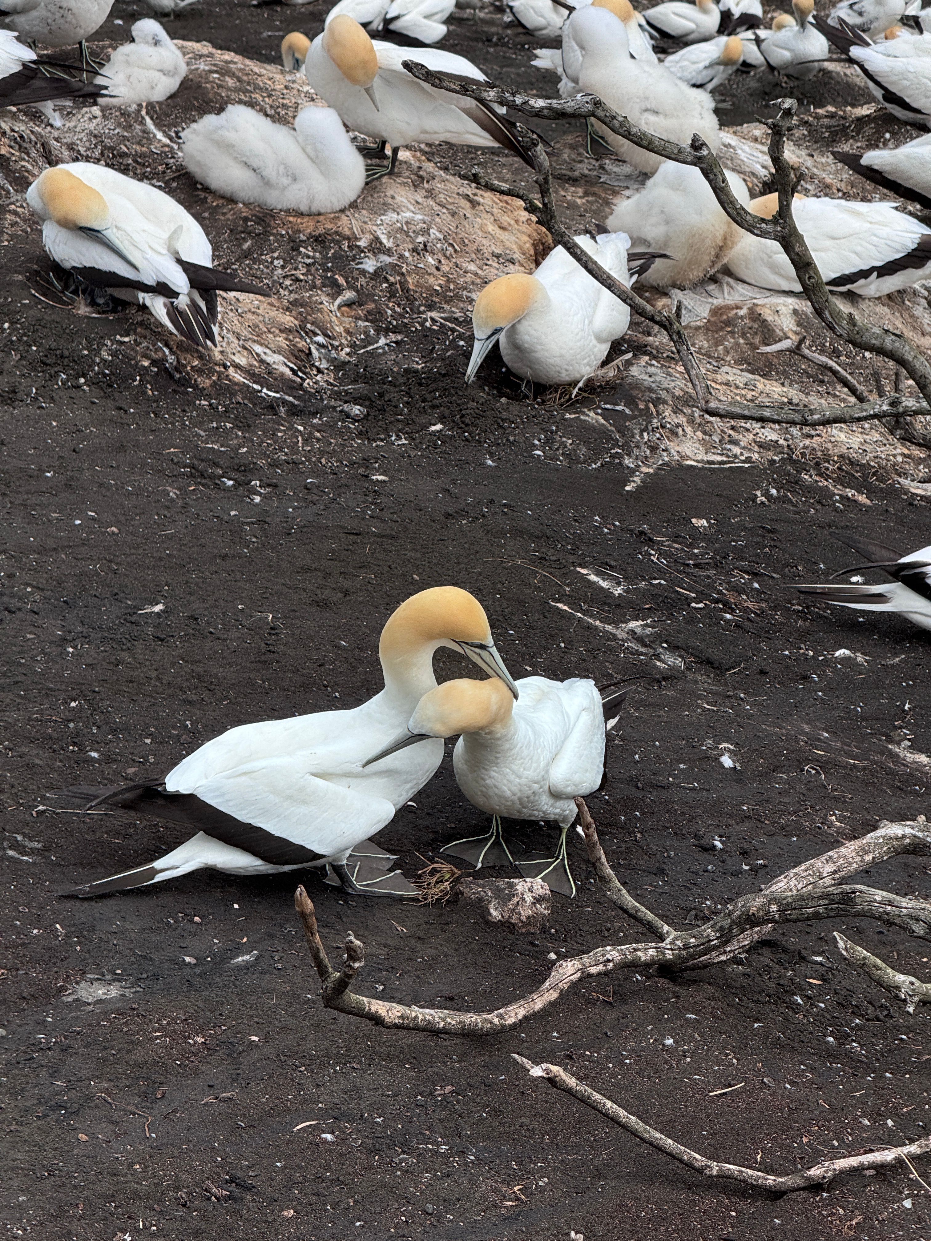Photograph of gannets nesting at Muriwai Beach, New Zealand, showcasing social behavior and breeding habits.