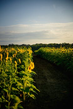 Vibrant sunflower field under a golden sunrise in Raleigh, North Carolina.