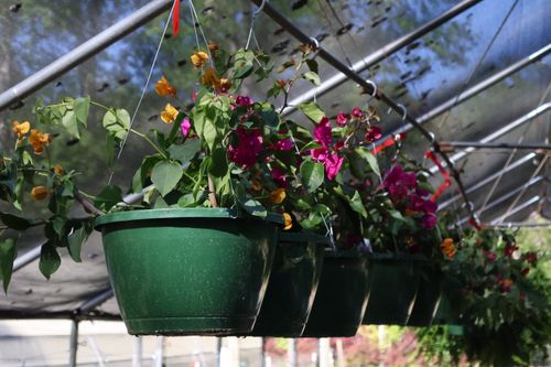 Free Bougainvilleas in pot Stock Photo