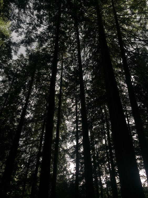 Бесплатное стоковое фото с деревья, лес, Приключение