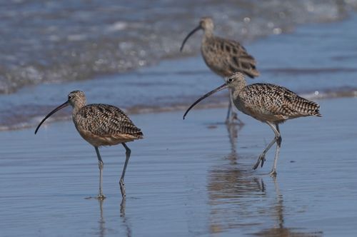 Free Three marbled godwits strolling along the beach in Isla Vista, capturing their natural habitat. Stock Photo