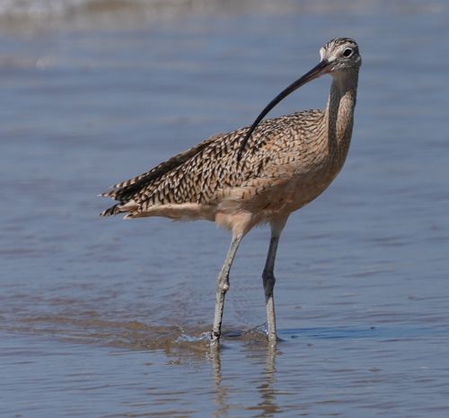 Free Long-billed curlew wading in shallow beach waters in Isla Vista, California. Stock Photo