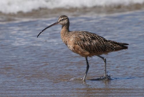 Free Close-up of a long-billed curlew wading in water on Isla Vista beach, California. Stock Photo