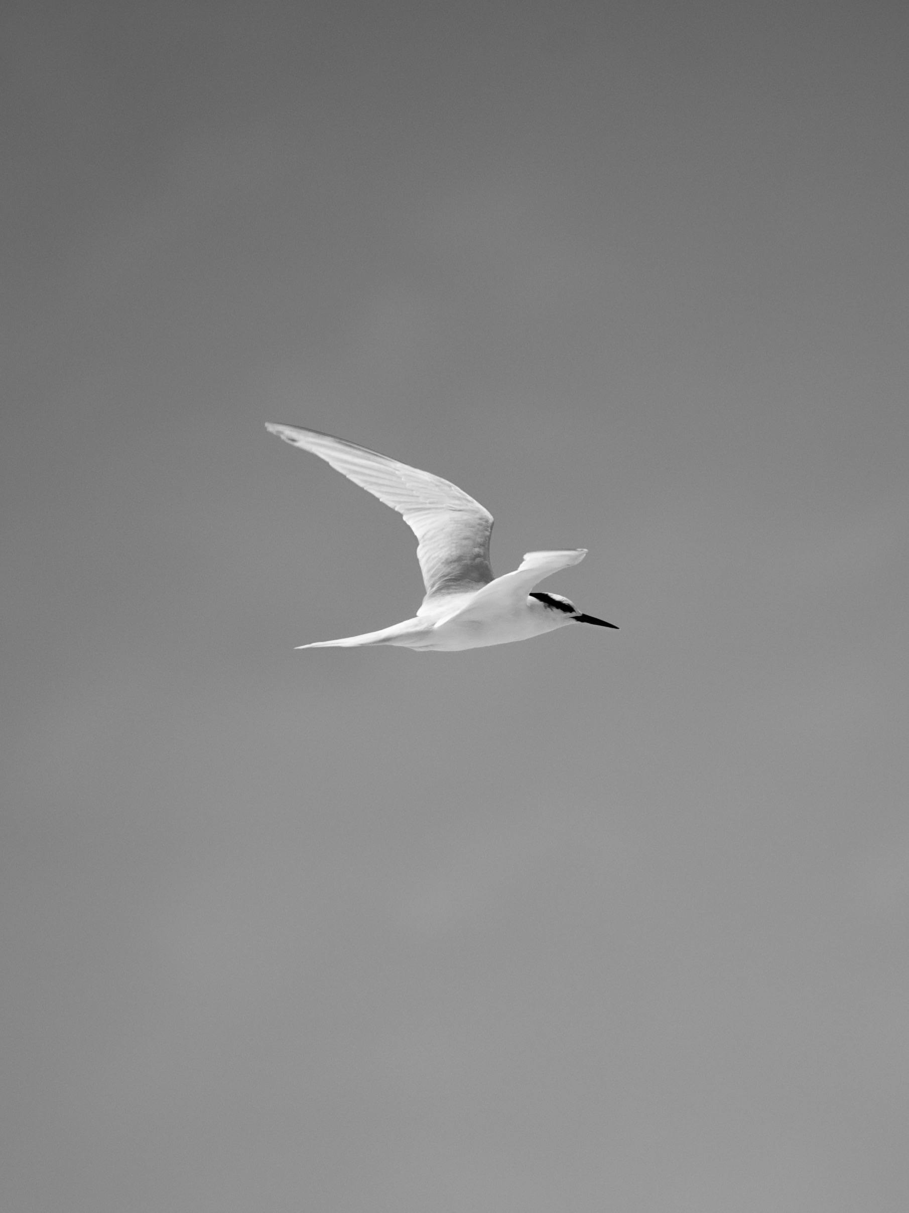 무료 하늘을 우아하게 날아오르는 바닷새를 흑백으로 포착하여 자연스러운 우아함을 보여줍니다. 스톡 사진