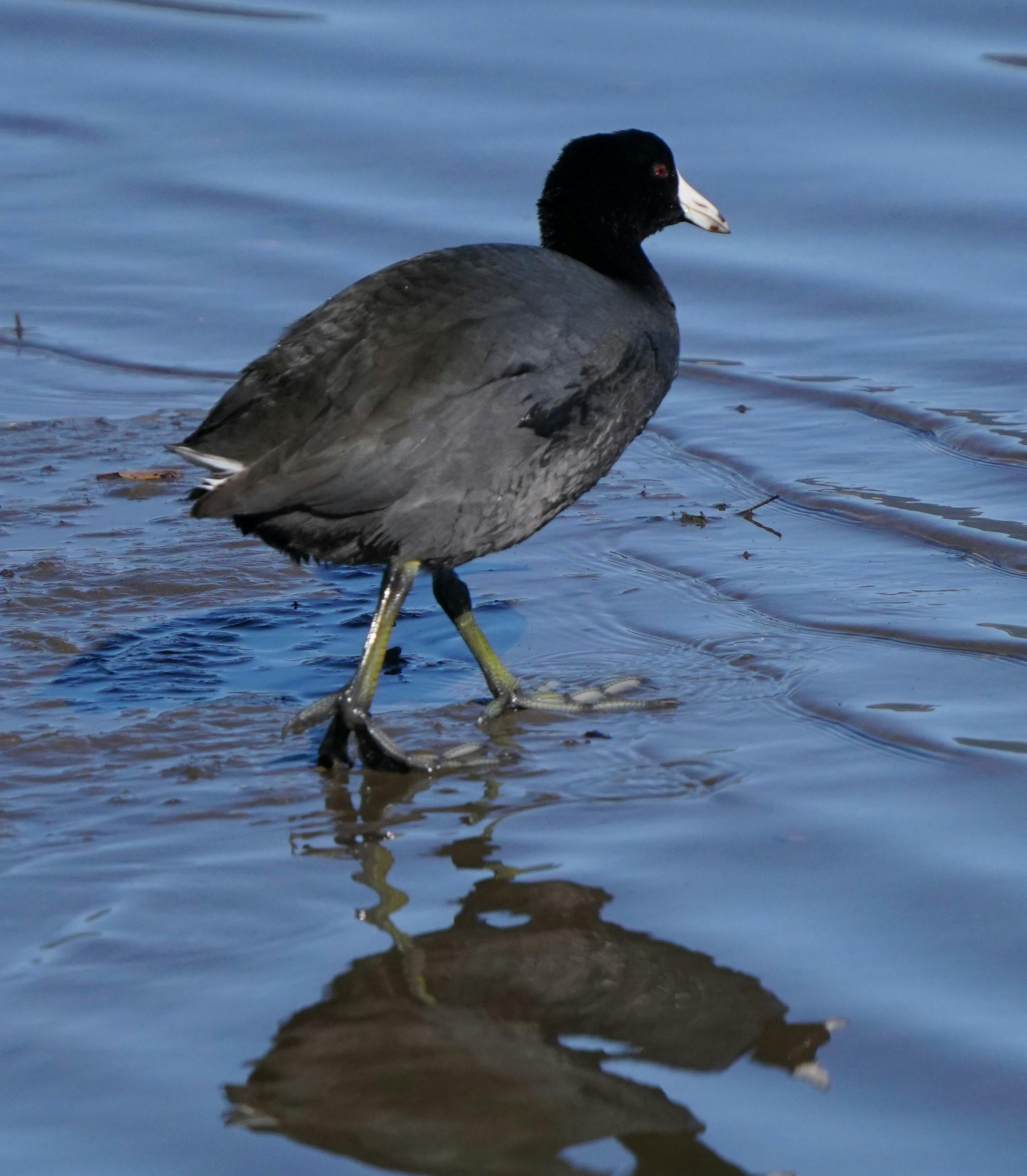 Gratuit Lișiță Americană Fotografie de stoc