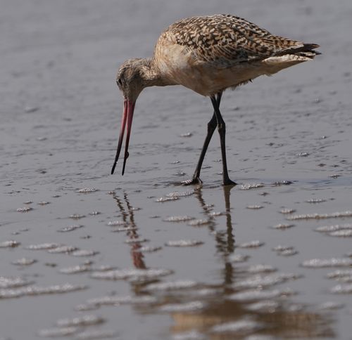 Free A Marbled Godwit searches for food on the beach in Santa Barbara, California. Stock Photo