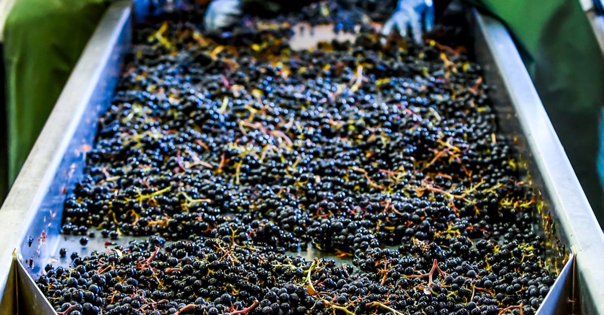 Free stock photo of chateau, raisin, red wine