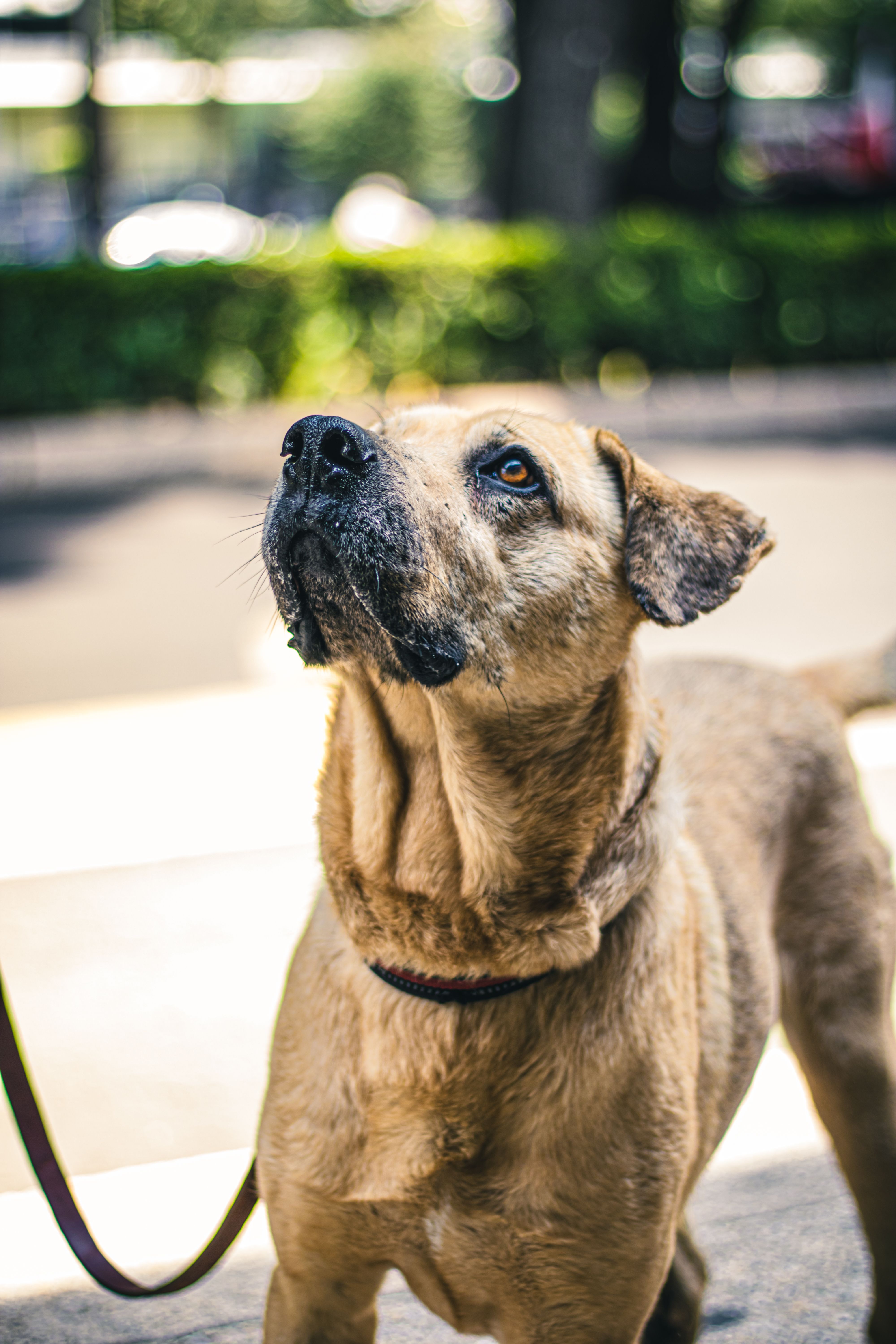 A cheerful dog enjoying a sunny day walk on the streets of Ciudad de México. Perfect for pet lovers and outdoor themes.