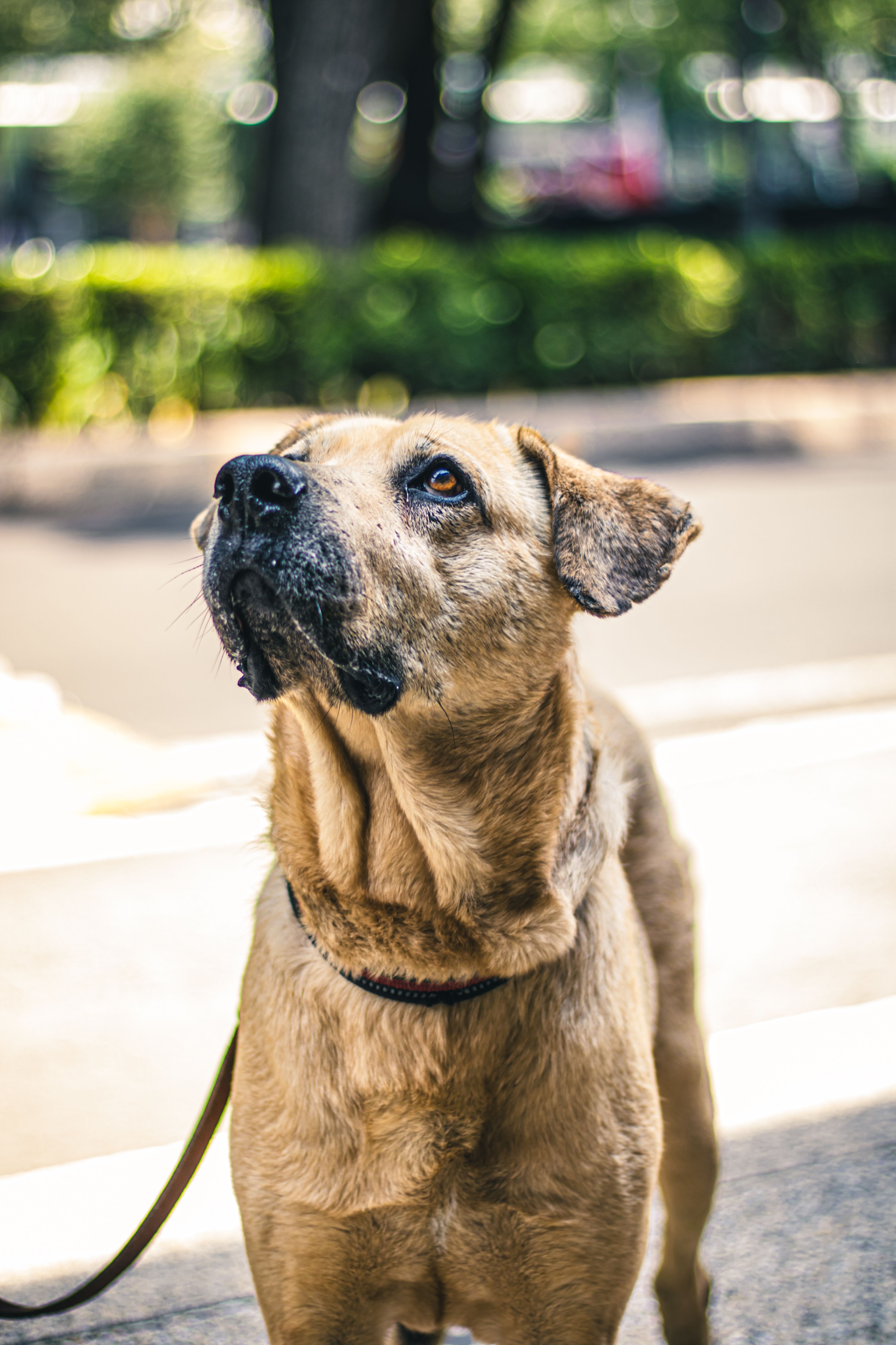 Cheerful dog with a harness looks up joyfully while walking outdoors in a city.