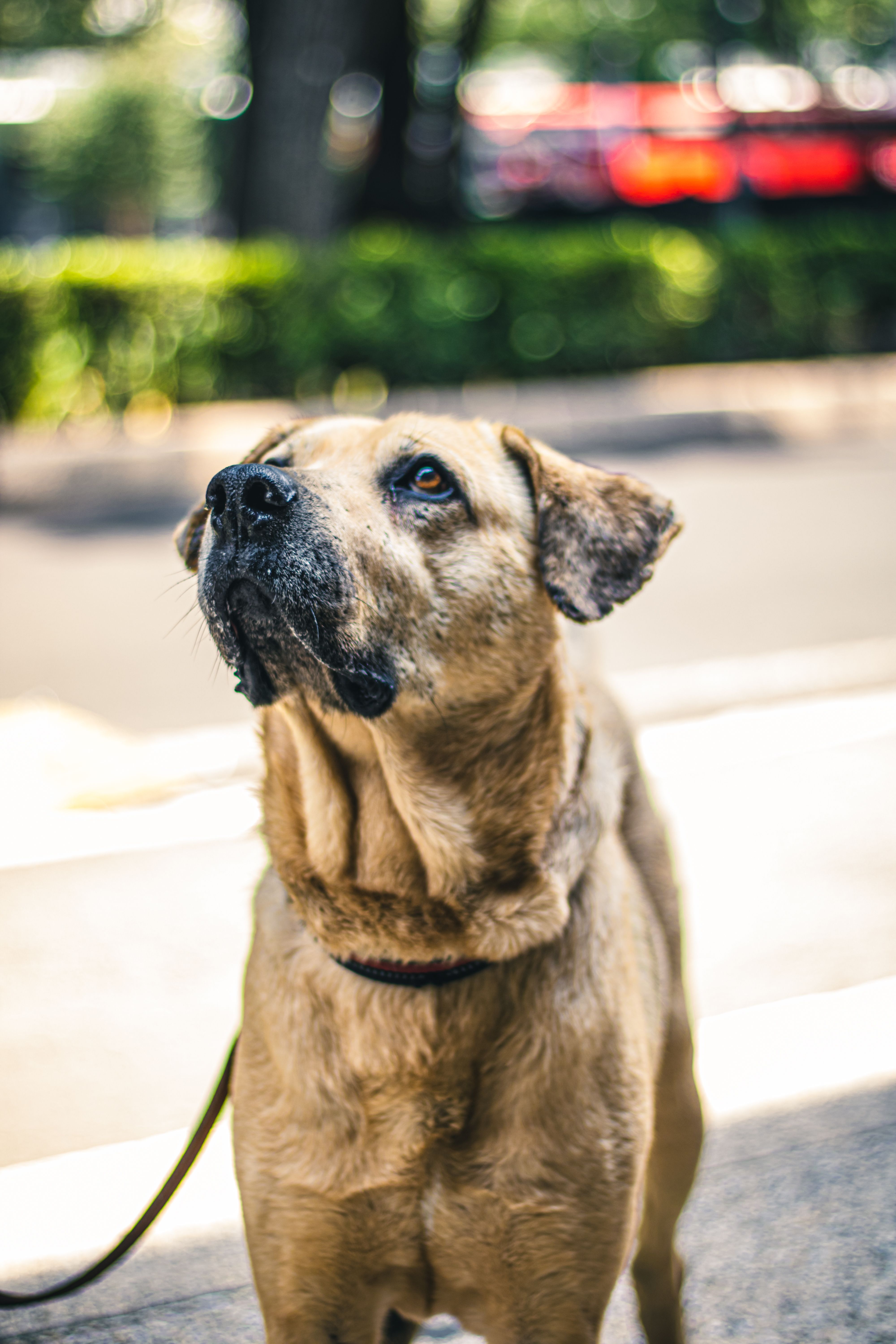 Fotomural Un perro alegre se encuentra en una calle de la Ciudad de México, capturando la luz del sol con una mirada encantadora.