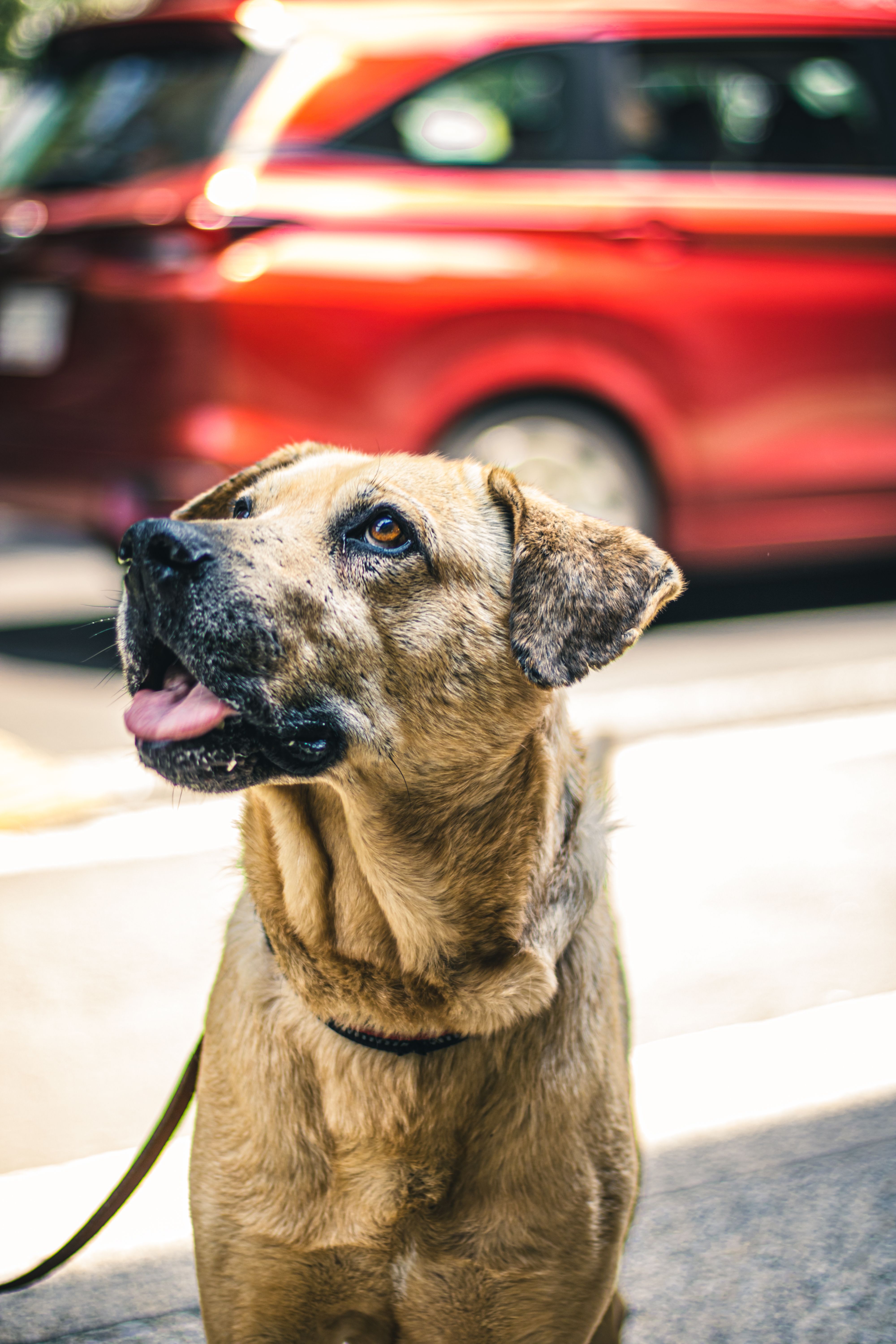Portrait of a happy dog on a leash sitting on a sunny street in Ciudad de México.