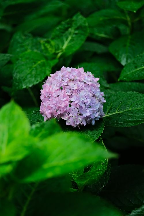 Vibrant Pink Hydrangea Amidst Lush Green Foliage · Free Stock Photo