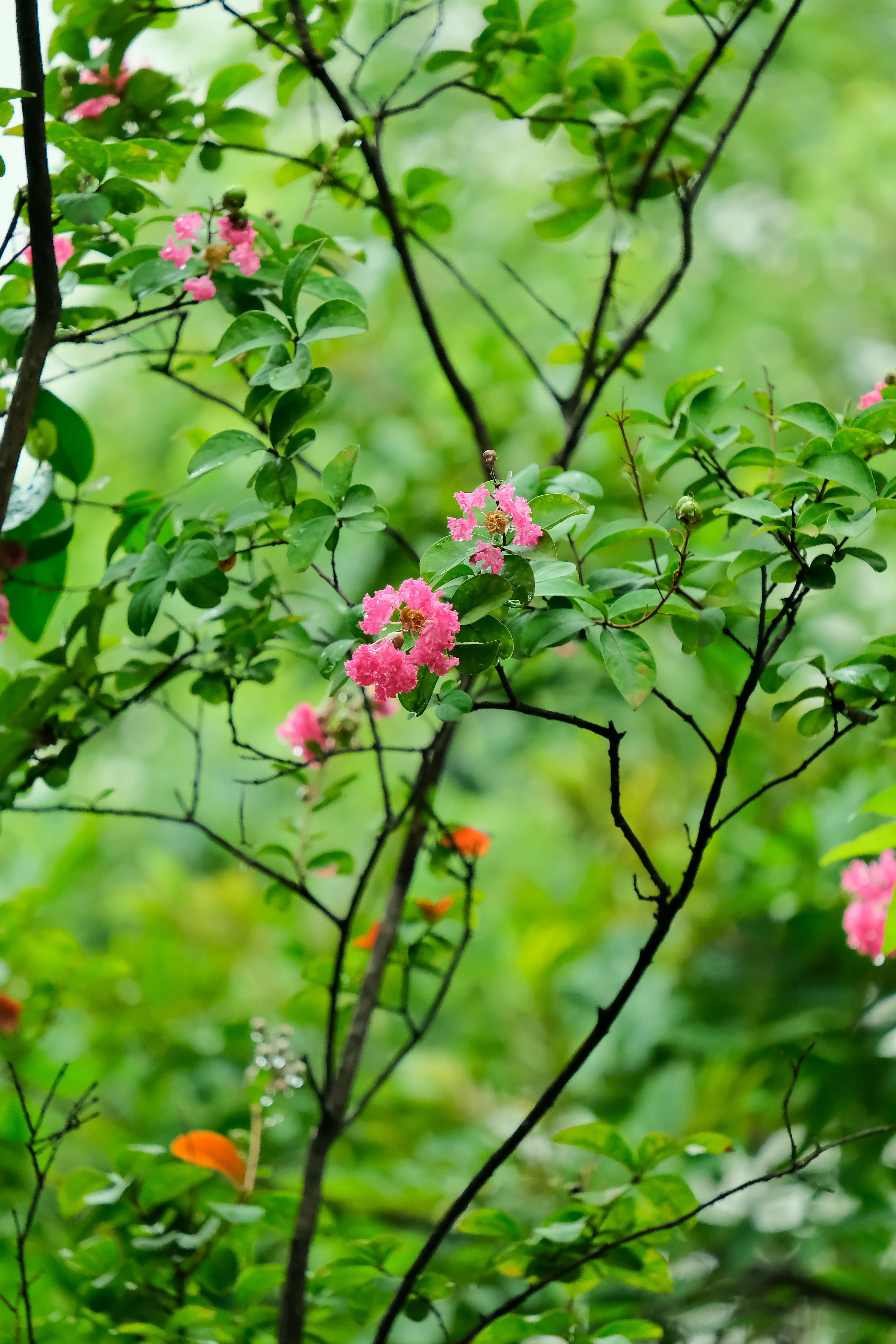 Vibrant Pink Flowers on Lush Green Foliage · Free Stock Photo