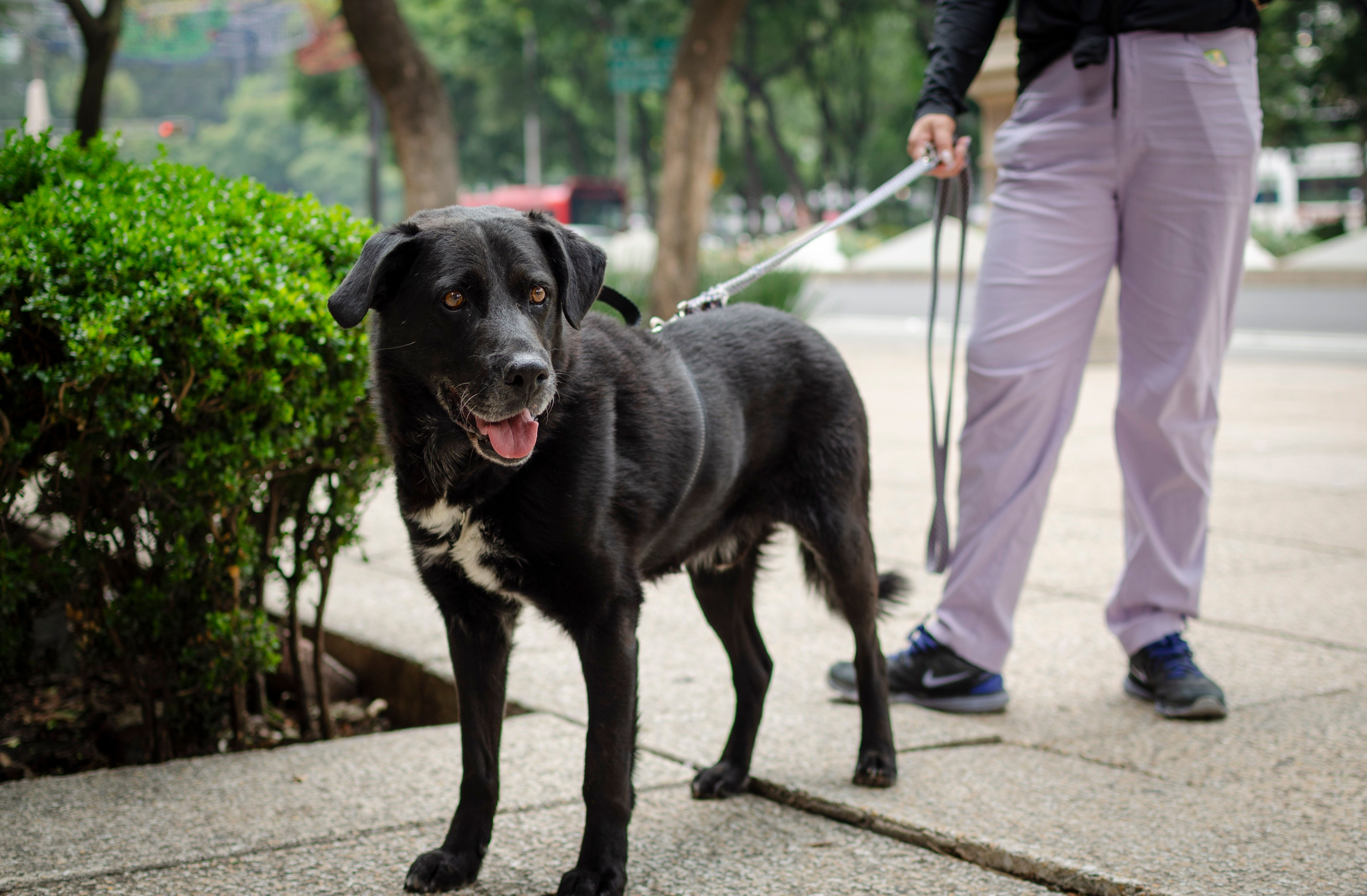 New Survey Shows Pet Care Industry Is Growing and Powered by Loyal Customers With Room to Scale — Photo by Gustavo Martínez o