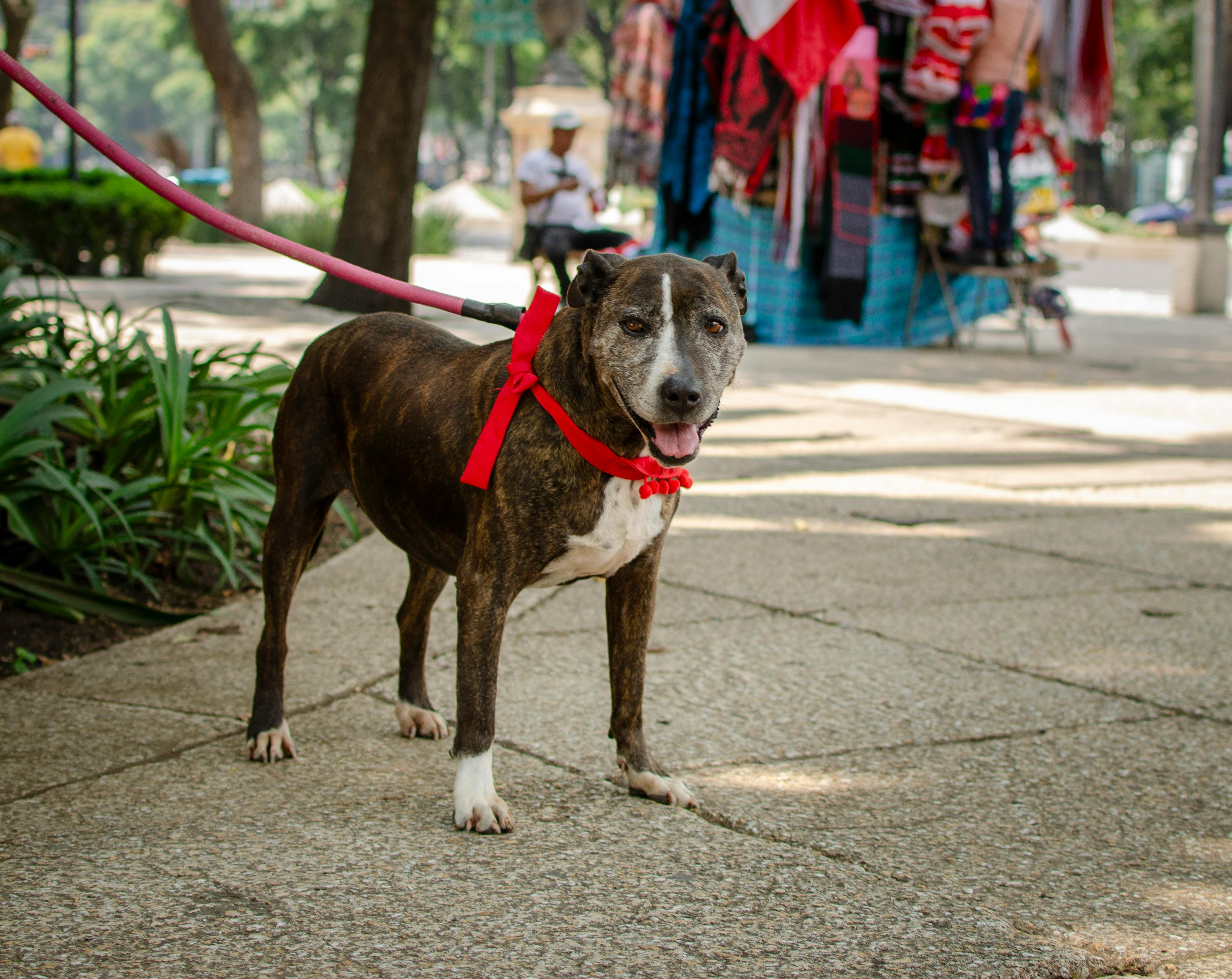 pet technology market — Photo by Gustavo Martínez on Pexels