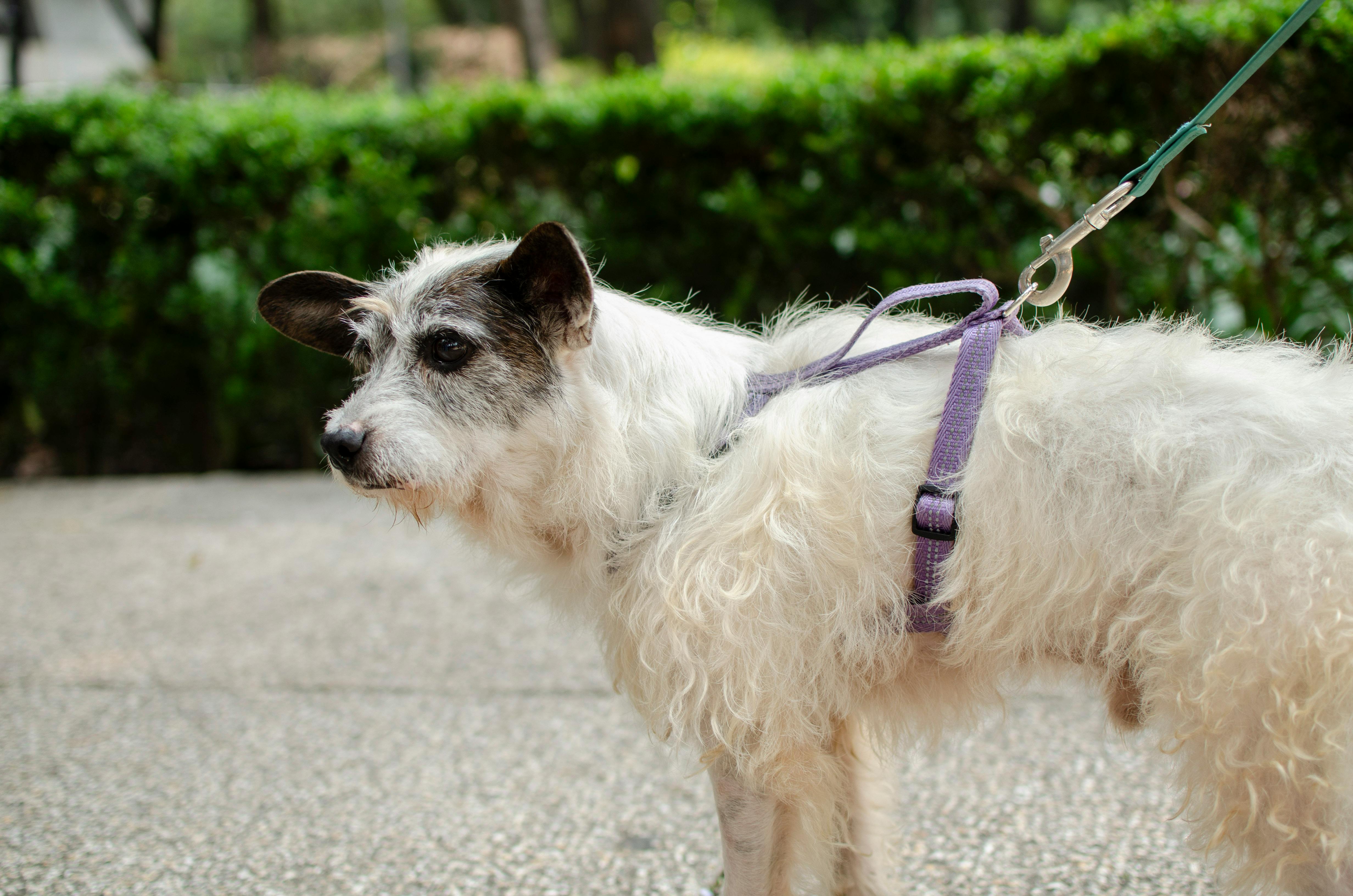 Best Dog Harness 2026: No-Pull, Step-In, and Mesh Picks Compared