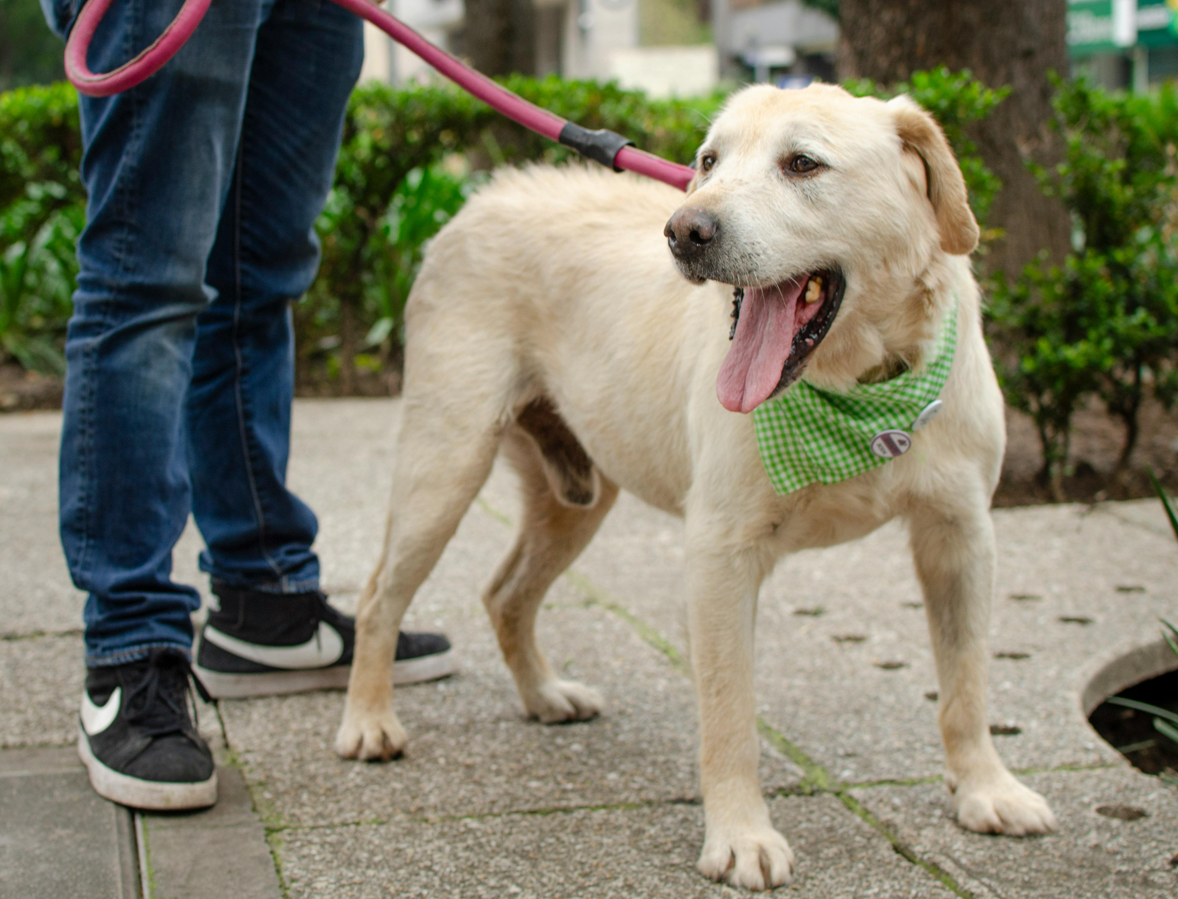 Labrador Retriever wearing a green bandana, being walked outside on a leash.