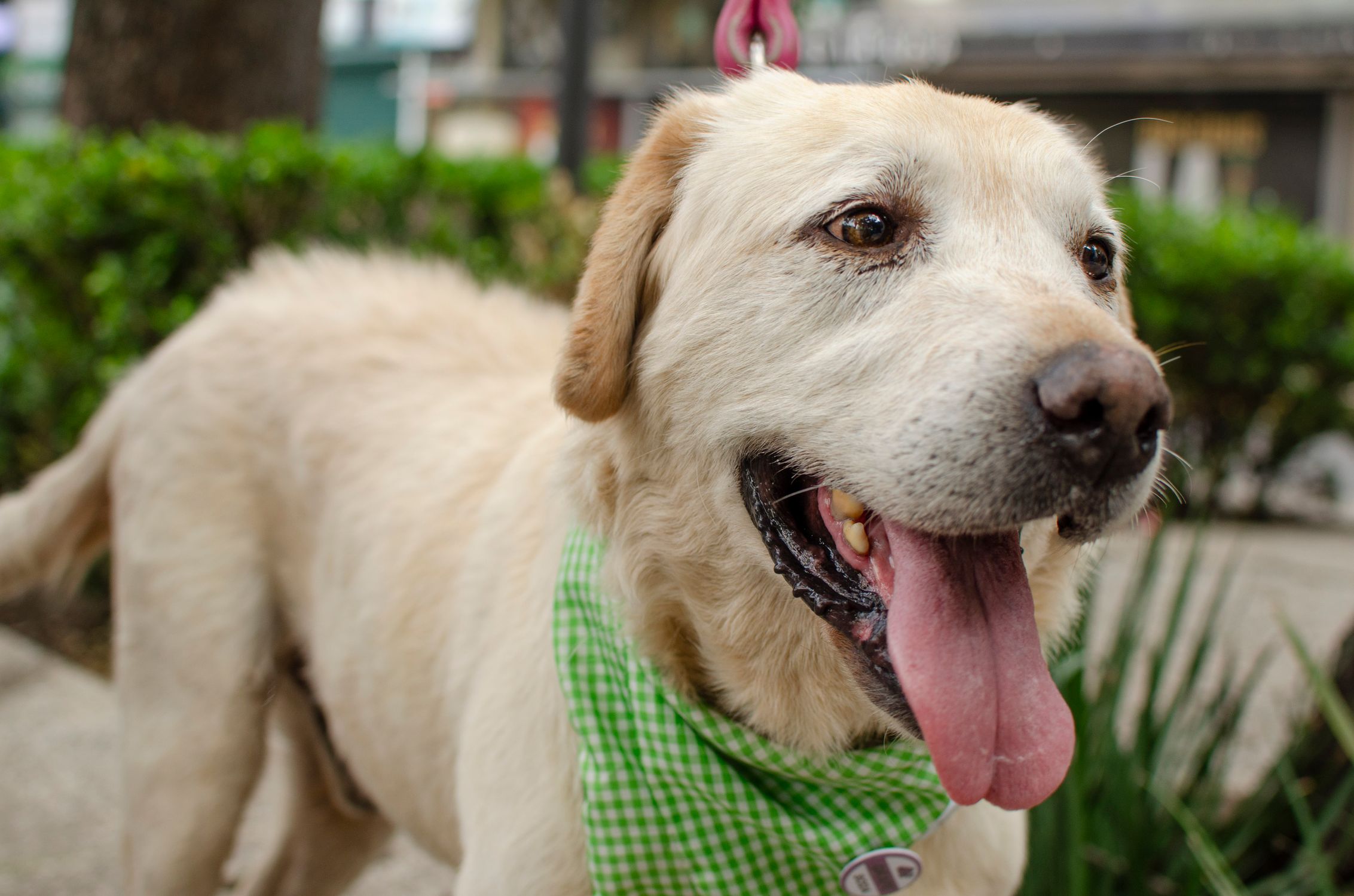 Cheerful Labrador Retriever wearing a green checkered bandana outdoors.