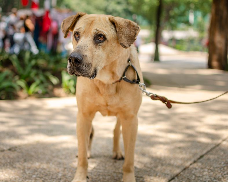 A large dog being walked on a sturdy nylon leash in a park setting