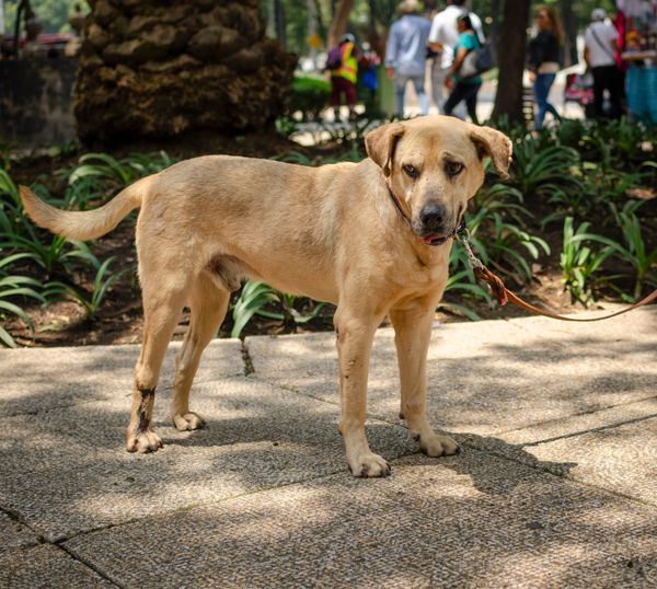 Perro dorado con correa paseando en un parque urbano